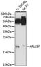 ADP Ribosylation Factor Like GTPase 2 Binding Protein antibody, LS-C750116, Lifespan Biosciences, Western Blot image 