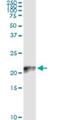 Cytochrome C Oxidase Subunit 4I2 antibody, H00084701-M01, Novus Biologicals, Immunoprecipitation image 