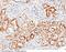 LDL Receptor Related Protein Associated Protein 1 antibody, 11100-M003, Sino Biological, Immunohistochemistry frozen image 