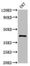 Protein Kinase CAMP-Dependent Type I Regulatory Subunit Alpha antibody, CSB-RA018694A0HU, Cusabio, Western Blot image 