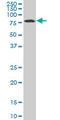 HS1 antibody, LS-C133233, Lifespan Biosciences, Western Blot image 