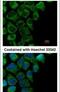 Ornithine Aminotransferase antibody, PA5-27968, Invitrogen Antibodies, Immunofluorescence image 