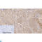 Transthyretin antibody, LS-C813242, Lifespan Biosciences, Immunohistochemistry frozen image 