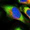 Eukaryotic Translation Initiation Factor 2B Subunit Gamma antibody, NBP1-83986, Novus Biologicals, Immunofluorescence image 