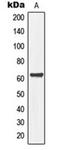 Multiple EGF Like Domains 9 antibody, orb216092, Biorbyt, Western Blot image 