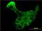 Kallikrein Related Peptidase 8 antibody, H00011202-M01, Novus Biologicals, Immunocytochemistry image 