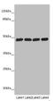 ST3 Beta-Galactoside Alpha-2,3-Sialyltransferase 5 antibody, LS-C676546, Lifespan Biosciences, Western Blot image 