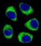 Cadherin 11 antibody, orb373958, Biorbyt, Immunocytochemistry image 