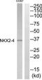 NK2 Homeobox 4 antibody, TA316482, Origene, Western Blot image 