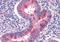 TSC Complex Subunit 1 antibody, orb89722, Biorbyt, Immunohistochemistry paraffin image 