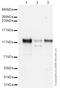 Contactin 1 antibody, ab66265, Abcam, Western Blot image 