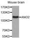 Anoctamin 2 antibody, LS-C335392, Lifespan Biosciences, Western Blot image 