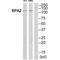RNA Polymerase I Subunit B antibody, A11908, Boster Biological Technology, Western Blot image 