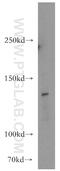 Gem Nuclear Organelle Associated Protein 4 antibody, 12408-1-AP, Proteintech Group, Western Blot image 