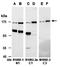 Tet Methylcytosine Dioxygenase 3 antibody, orb67305, Biorbyt, Western Blot image 