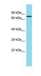 Tubulin Tyrosine Ligase Like 12 antibody, orb326767, Biorbyt, Western Blot image 