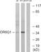 Olfactory Receptor Family 6 Subfamily Q Member 1 (Gene/Pseudogene) antibody, PA5-39666, Invitrogen Antibodies, Western Blot image 