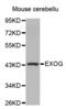 Exo/Endonuclease G antibody, abx002404, Abbexa, Western Blot image 