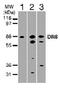 TNFRSF21 antibody, PA1-41299, Invitrogen Antibodies, Western Blot image 