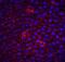 Fli-1 Proto-Oncogene, ETS Transcription Factor antibody, NBP1-77016, Novus Biologicals, Immunohistochemistry frozen image 