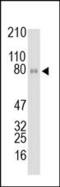 Lactotransferrin antibody, 250111, Abbiotec, Western Blot image 