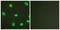 X-Ray Repair Cross Complementing 5 antibody, LS-C117623, Lifespan Biosciences, Immunofluorescence image 