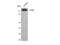 Protein Tyrosine Kinase 2 antibody, STJ93029, St John