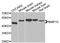 Bone Morphogenetic Protein 15 antibody, A7321, ABclonal Technology, Western Blot image 