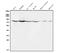Alkaline Phosphatase, Biomineralization Associated antibody, GTX03390, GeneTex, Western Blot image 