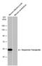 Solute Carrier Family 6 Member 3 antibody, PA5-78382, Invitrogen Antibodies, Western Blot image 