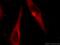 Golgi Reassembly Stacking Protein 1 antibody, 10747-2-AP, Proteintech Group, Immunofluorescence image 