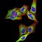 Proteasome 26S Subunit, ATPase 3 antibody, NBP2-61803, Novus Biologicals, Immunofluorescence image 