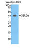 EFEMP2 antibody, LS-C373360, Lifespan Biosciences, Western Blot image 