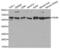 Prolyl 4-Hydroxylase Subunit Beta antibody, abx000827, Abbexa, Western Blot image 