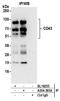 Leukosialin antibody, A304-393A, Bethyl Labs, Immunoprecipitation image 