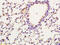 CREB Regulated Transcription Coactivator 2 antibody, GTX51565, GeneTex, Immunohistochemistry paraffin image 