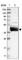 BCL2 Like 12 antibody, HPA020856, Atlas Antibodies, Western Blot image 