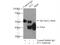 Rho GTPase Activating Protein 39 antibody, 10024-2-AP, Proteintech Group, Immunoprecipitation image 