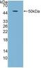 Growth Differentiation Factor 5 antibody, MBS2026389, MyBioSource, Western Blot image 