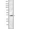 Olfactory Receptor Family 8 Subfamily B Member 2 antibody, abx217471, Abbexa, Western Blot image 