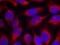 Myristoylated Alanine Rich Protein Kinase C Substrate antibody, 79-608, ProSci, Immunofluorescence image 