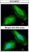 DEAD-Box Helicase 3 Y-Linked antibody, GTX109727, GeneTex, Immunocytochemistry image 