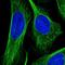 OFD1 antibody, NBP1-89355, Novus Biologicals, Immunofluorescence image 