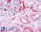 Fibrinogen Alpha Chain antibody, LS-B697, Lifespan Biosciences, Immunohistochemistry frozen image 
