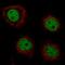 Grainyhead Like Transcription Factor 2 antibody, NBP2-61634, Novus Biologicals, Immunofluorescence image 