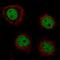 Grainyhead-like protein 2 homolog antibody, NBP2-61634, Novus Biologicals, Immunofluorescence image 