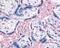 Integrin Subunit Beta 3 antibody, 48-400, ProSci, Immunohistochemistry frozen image 