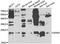 Growth Factor, Augmenter Of Liver Regeneration antibody, A5463, ABclonal Technology, Western Blot image 