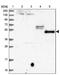 WD Repeat Domain 34 antibody, PA5-59288, Invitrogen Antibodies, Western Blot image 