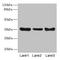 Zinc Finger Protein 625 antibody, LS-C377103, Lifespan Biosciences, Western Blot image 